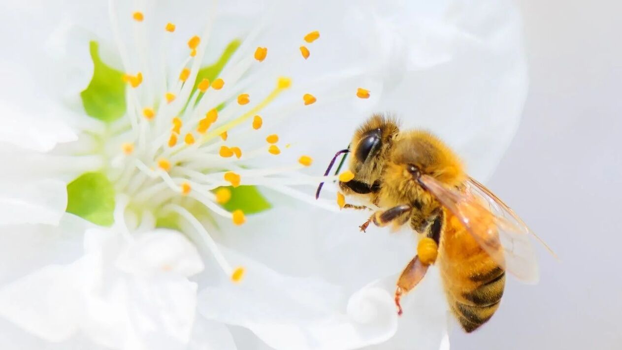 уголемяване на пениса с пчелни ужилвания