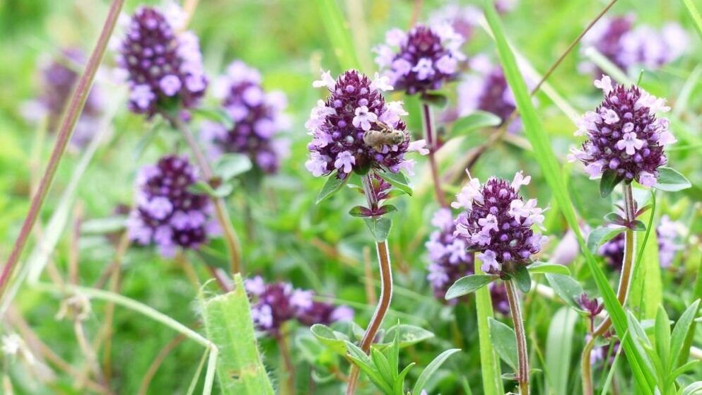 билка мащерка за уголемяване на пениса